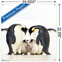 Група императорски пингвини стена плакат с пуш щифтове, 14.725 22.375