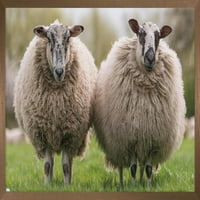 Овце, стоящи в плаката за поляна, 22.375 34 в рамка